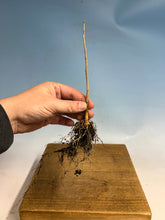 Load image into Gallery viewer, Japanese Wisteria Bare Root