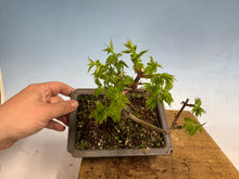 Load image into Gallery viewer, Shishigashira Japanese Maple 005