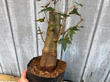 Load image into Gallery viewer, Trident Maple #19