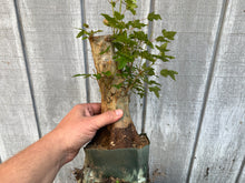 Load image into Gallery viewer, Trident Maple #38
