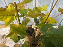 Load image into Gallery viewer, Trident Maple #27