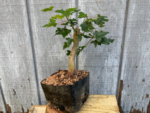 Load image into Gallery viewer, Trident Maple #2
