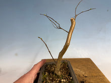 Load image into Gallery viewer, Japanese Crepe Myrtle-001