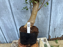 Load image into Gallery viewer, Japanese Crepe Myrtle #2