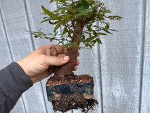 Load image into Gallery viewer, Zelkova, Japanese Grey Bark Elm #16