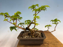Load image into Gallery viewer, Shishigashira Japanese Maple 016