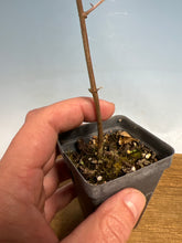 Load image into Gallery viewer, Arakawa Mayumi, Cork Bark Euonymus, Spindle Tree