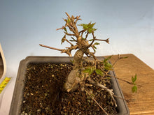 Load image into Gallery viewer, Trident Maple 005