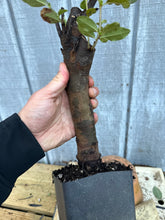 Load image into Gallery viewer, Chinese Quince #7