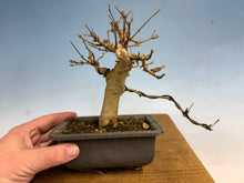 Load image into Gallery viewer, Trident Maple 002
