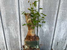 Load image into Gallery viewer, Trident Maple #38