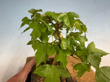 Load image into Gallery viewer, Trident Maple 021