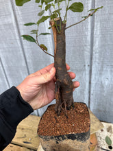 Load image into Gallery viewer, Chinese Quince #8