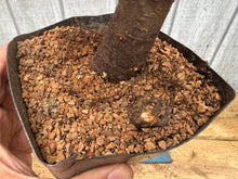 Load image into Gallery viewer, Zelkova, Japanese Grey Bark Elm #3