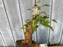 Load image into Gallery viewer, Trident Maple #24