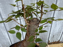 Load image into Gallery viewer, Zelkova, Japanese Grey Bark Elm #19