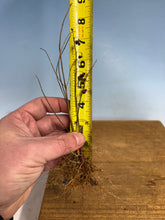Load image into Gallery viewer, Japanese Beautyberry, Cutting Grown, Bare Root