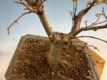 Load image into Gallery viewer, Zelkova, Japanese Grey Bark Elm 005