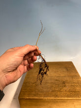 Load image into Gallery viewer, Zelkova Serrata, Japanese Grey Bark Elm- Standard 6-10”