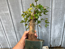 Load image into Gallery viewer, Trident Maple #45