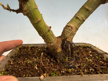 Load image into Gallery viewer, Shishigashira Japanese Maple 001