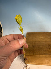 Load image into Gallery viewer, Japanese Gardenia Bare Root