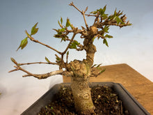 Load image into Gallery viewer, Trident Maple 005