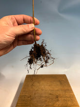 Load image into Gallery viewer, Japanese Maple Bare Root- Large 12-16”+