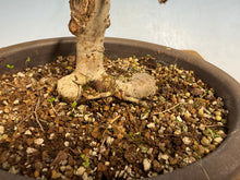 Load image into Gallery viewer, Zelkova, Japanese Import 001