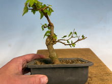 Load image into Gallery viewer, Trident Maple 016