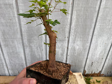 Load image into Gallery viewer, Trident Maple #31