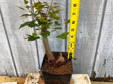 Load image into Gallery viewer, Trident Maple #27