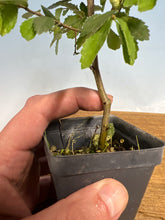 Load image into Gallery viewer, Chinese Elm