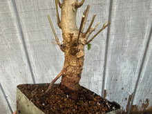 Load image into Gallery viewer, Trident Maple #10