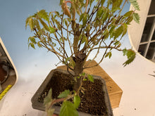Load image into Gallery viewer, Zelkova, Japanese Grey Bark Elm 010