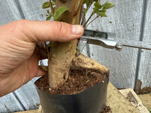 Load image into Gallery viewer, Japanese Crepe Myrtle #1