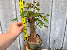 Load image into Gallery viewer, Trident Maple #45