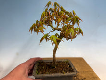 Load image into Gallery viewer, Japanese Maple 005