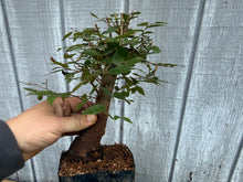 Load image into Gallery viewer, Zelkova, Japanese Grey Bark Elm #16