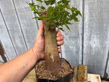 Load image into Gallery viewer, Trident Maple #41