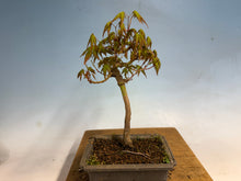 Load image into Gallery viewer, Japanese Maple 005
