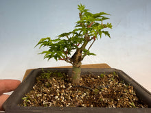 Load image into Gallery viewer, Shishigashira Japanese Maple 008