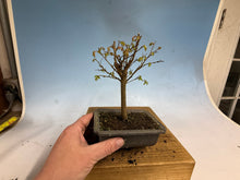 Load image into Gallery viewer, Zelkova, Japanese Grey Bark Elm 011