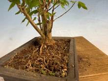 Load image into Gallery viewer, Trident Maple 015- Seedling Fushion Clump