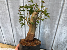 Load image into Gallery viewer, Trident Maple #19