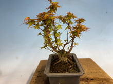 Load image into Gallery viewer, Kotohime Japanese Maple-009