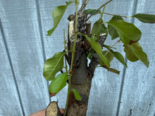 Load image into Gallery viewer, Chinese Quince #3