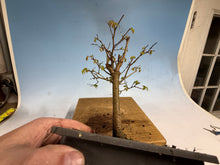 Load image into Gallery viewer, Zelkova, Japanese Grey Bark Elm 011
