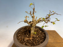 Load image into Gallery viewer, Zelkova, Japanese Import 003