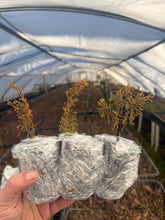 Load image into Gallery viewer, Itoigawa Shimpaku Juniper